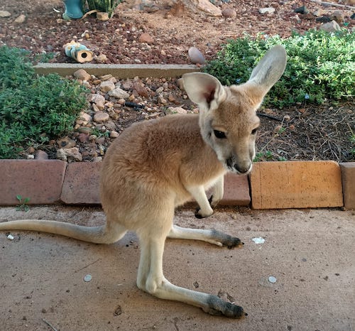Wildlife care